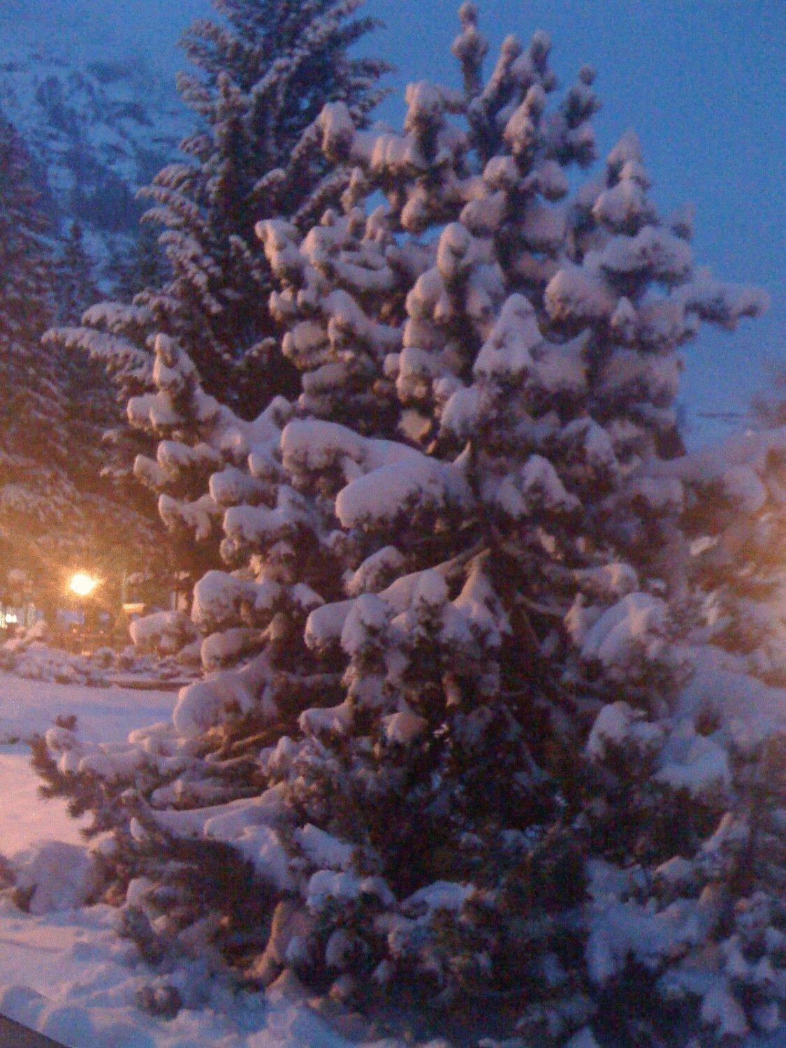 Albergo Alpenrose Ski&Bike Mountain Hotel Gressoney-Saint-Jean Buitenkant foto